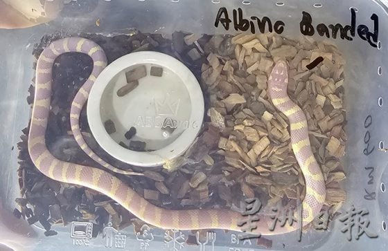 宠物界新晋网红，宠物蛇你敢养吗 ？