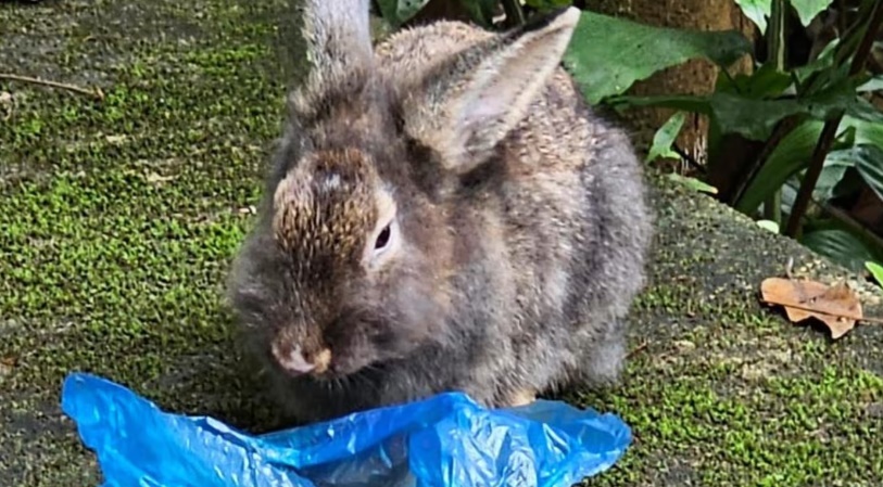 *已签发*柔:狮城二三事:自然公园疑成宠物兔弃养地 狮城公园局:已展开调查