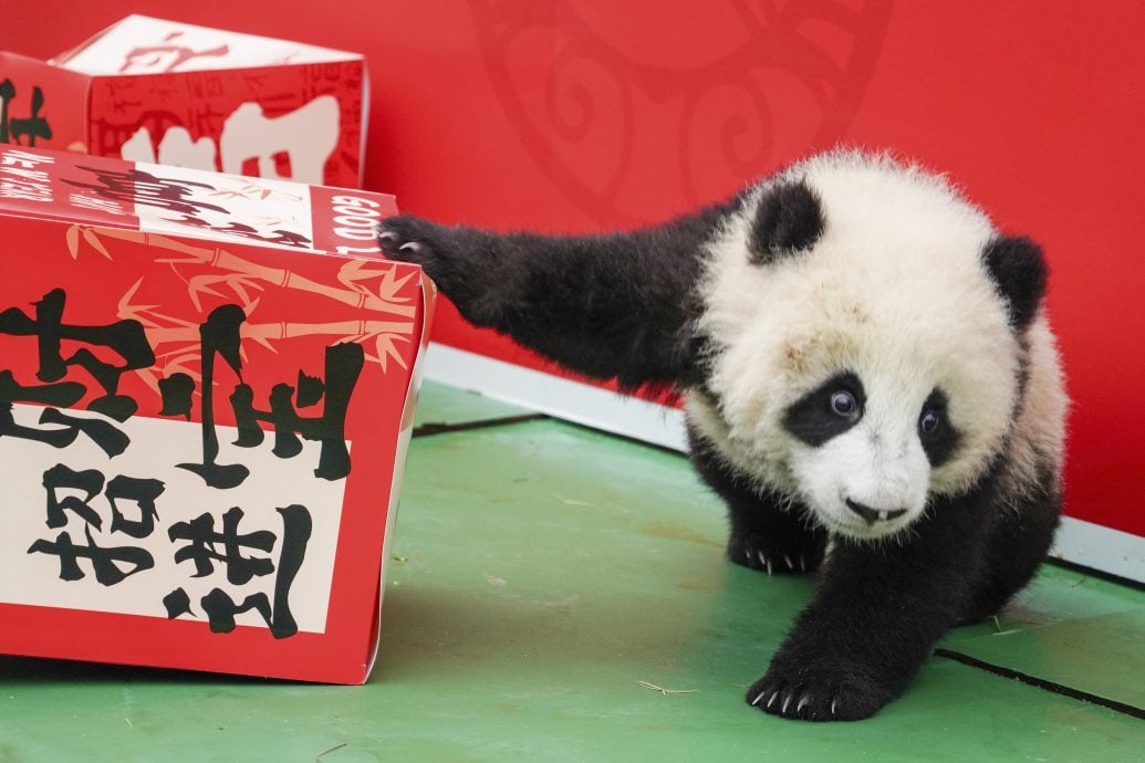 拚图两图，未签)2024年新生大熊猫幼崽亮相贺新春