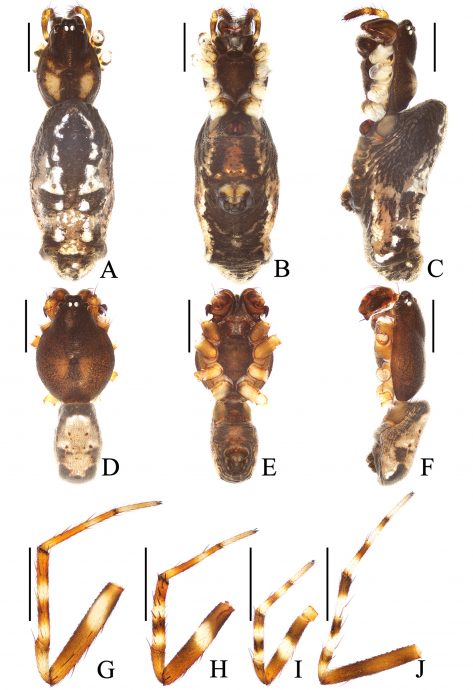 拼盘 歌迷已成科学家 16新属种蜘蛛以周杰伦歌曲命名