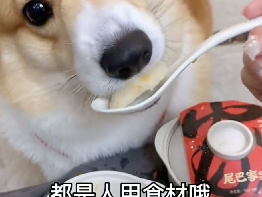 拼盘/中国春节“宠托师”爆红！上门喂猫赚9千　萌宠年夜饭订单涨480％