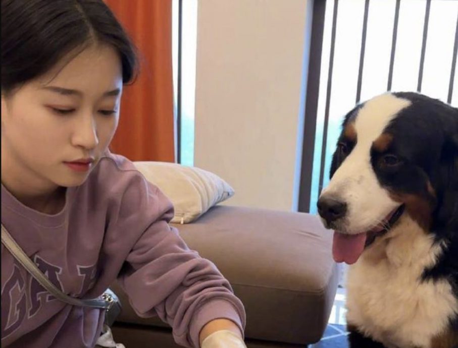 拼盘/中国春节“宠托师”爆红！上门喂猫赚9千　萌宠年夜饭订单涨480％