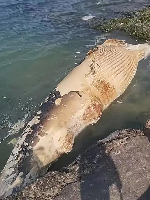 海南景区离奇现近12米巨鲸腐尸 官方：死因不明
