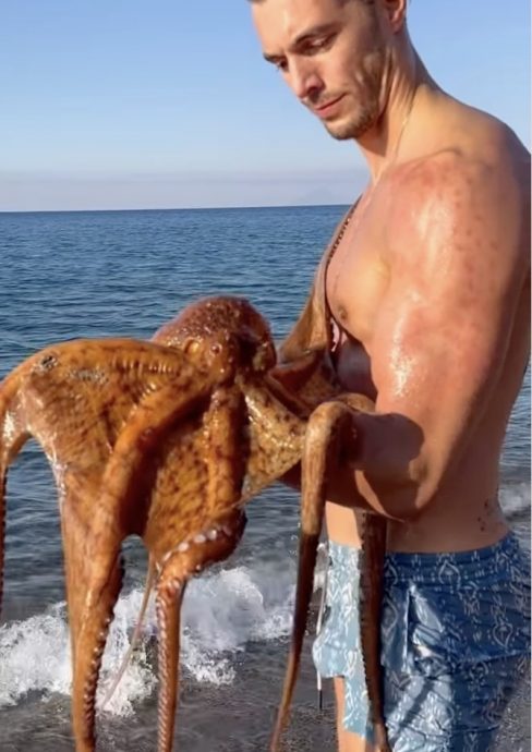 视频|意大利男模魅力无法挡 海岛度假遭八爪鱼抱大腿