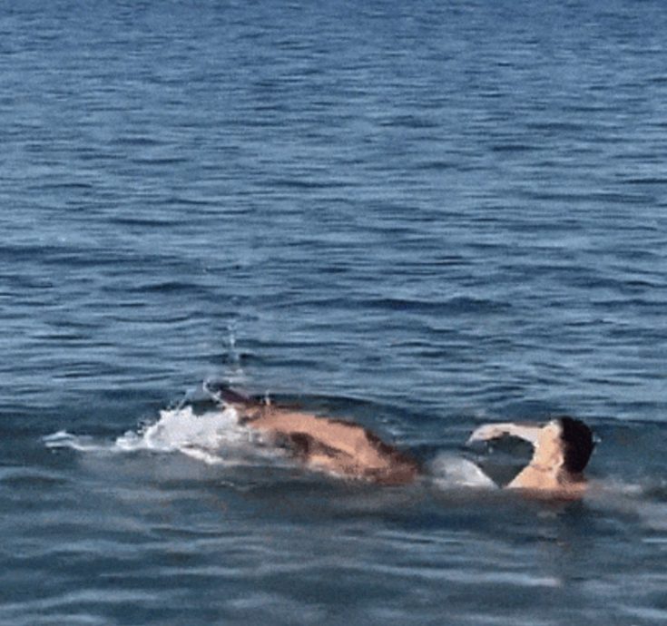 视频|意大利男模魅力无法挡 海岛度假遭八爪鱼抱大腿