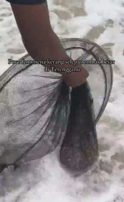 视频|海滩捡蛤嘉年华！ 居民叹沿岸塞车进不去