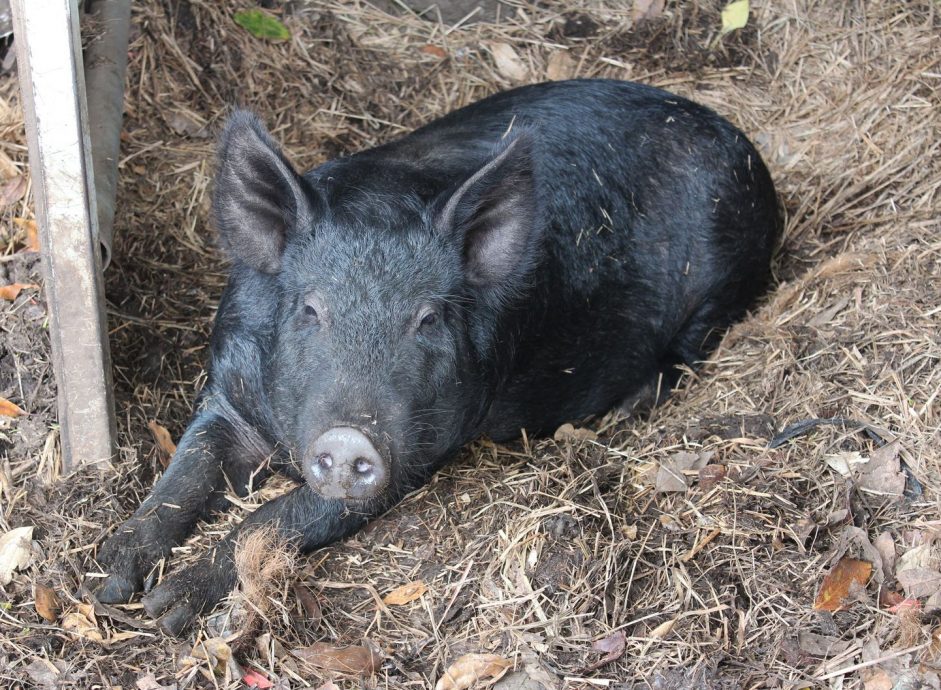 沙非洲猪瘟疫情再现 咬12头甘榜猪受感染死亡
