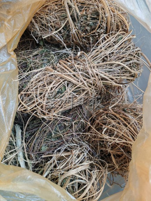 星角摄/草药养生祖传秘方