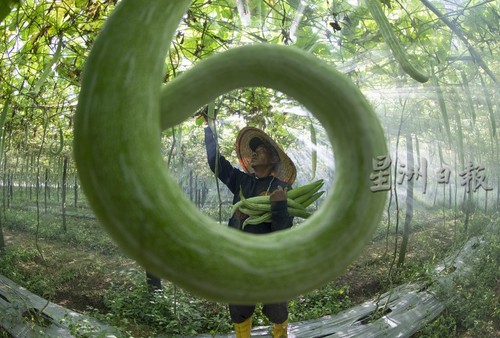 星角摄／蛇瓜丰收，欢庆乙巳蛇年