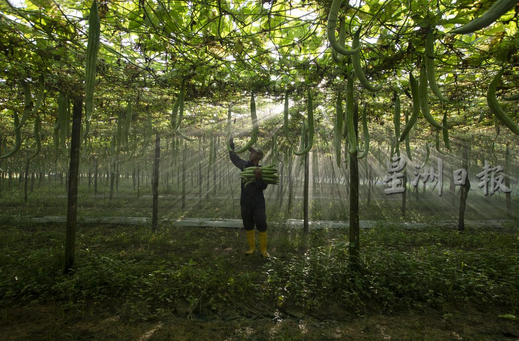 星角摄／蛇瓜丰收，欢庆乙巳蛇年