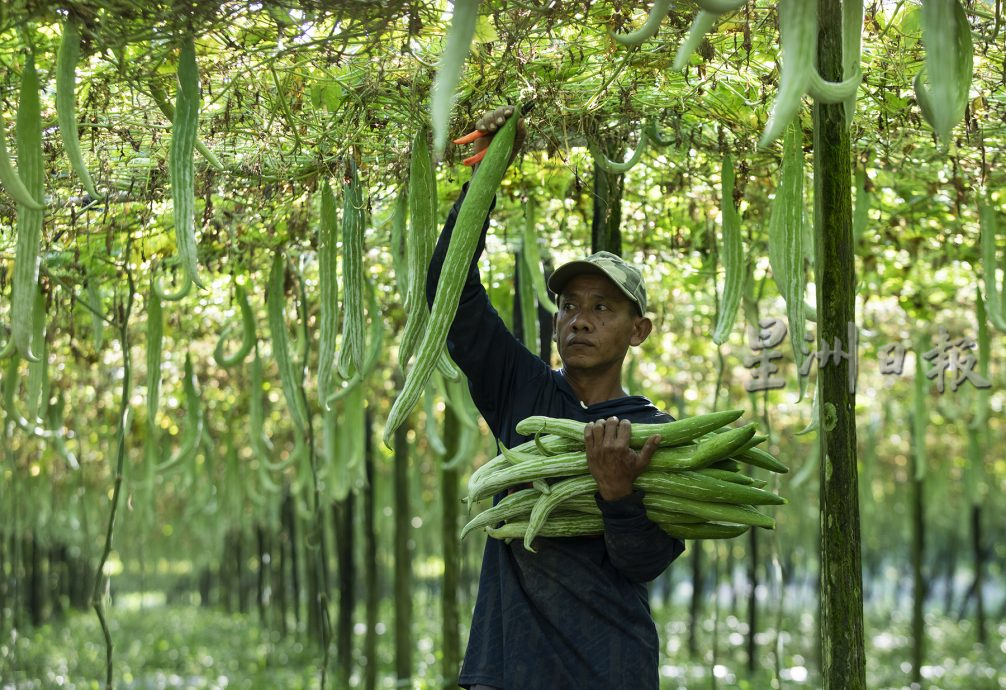 星角摄／蛇瓜丰收，欢庆乙巳蛇年