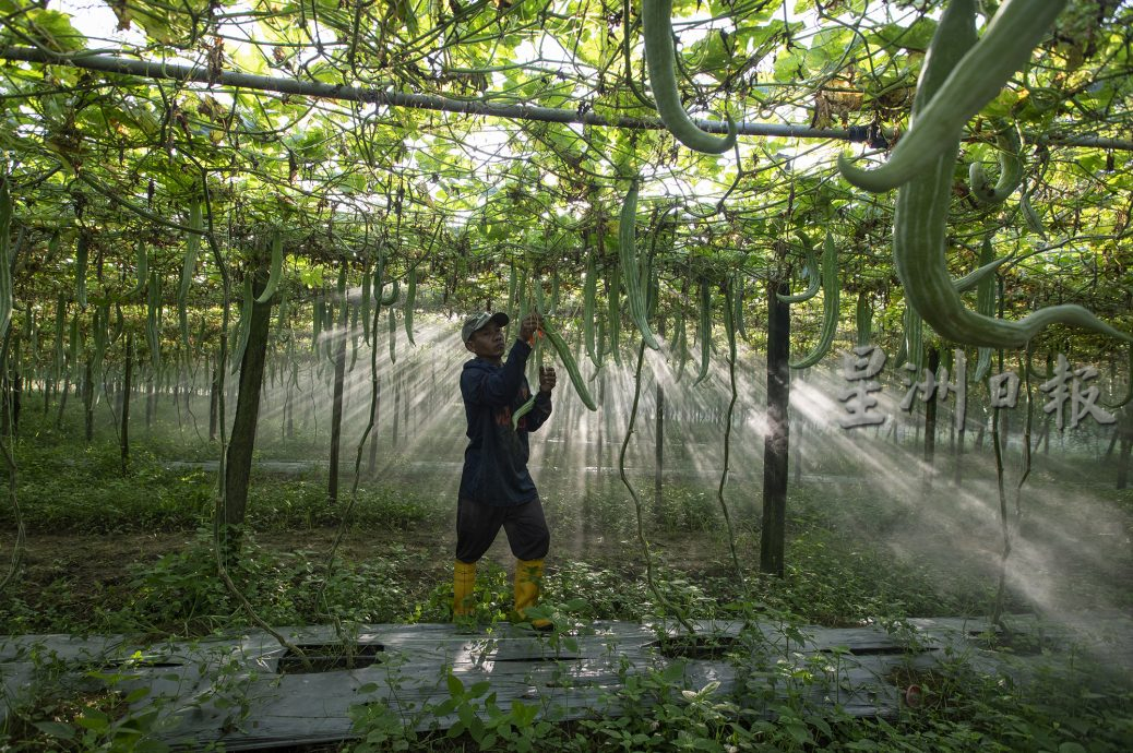 星角摄／蛇瓜丰收，欢庆乙巳蛇年