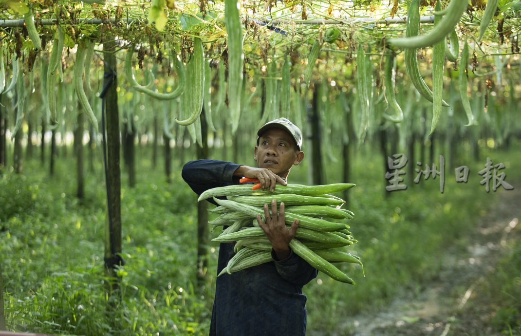 星角摄／蛇瓜丰收，欢庆乙巳蛇年