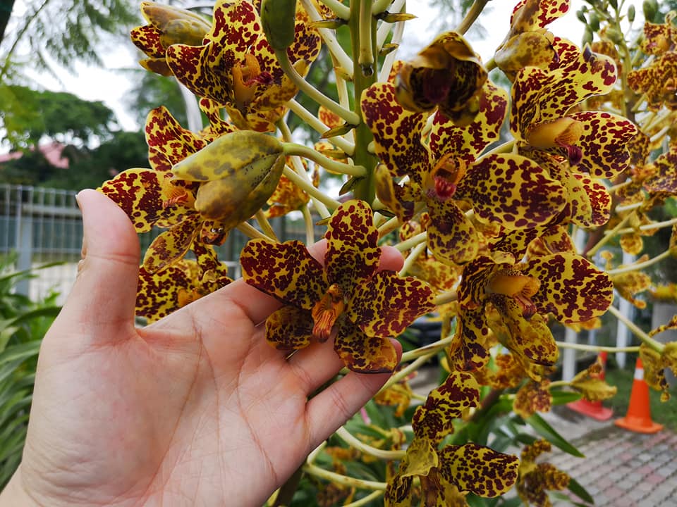 (4/1见报)星角摄/日莱峰避暑好去处,俯视田野感受花海美景