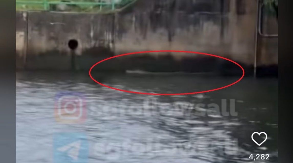 （已签发）柔：狮城二三事：义顺水坝出现鳄鱼 公园局立警示牌提醒公众勿靠近