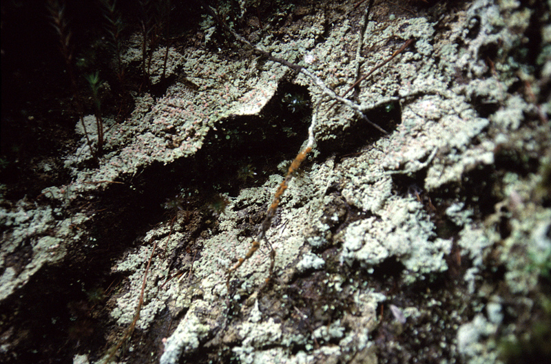 Kim Teoh/神灵的故居