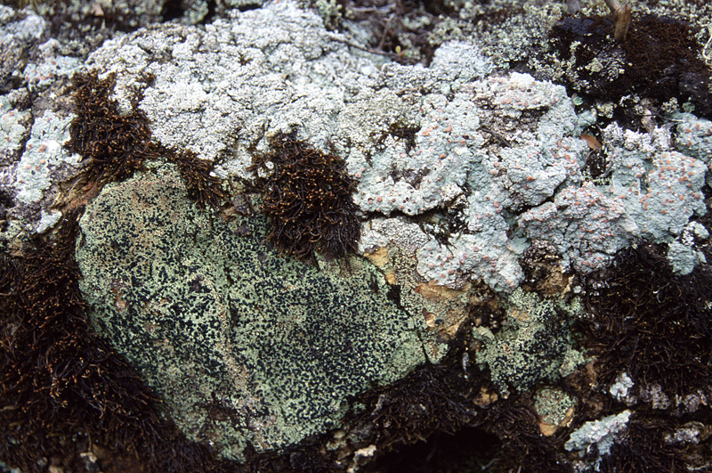 Kim Teoh/神灵的故居