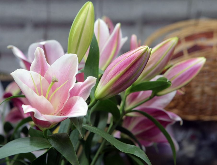 ★2月12日见报/巴刹职人5 | 怡中央公市花香满溢 梁丽君花艺巧手