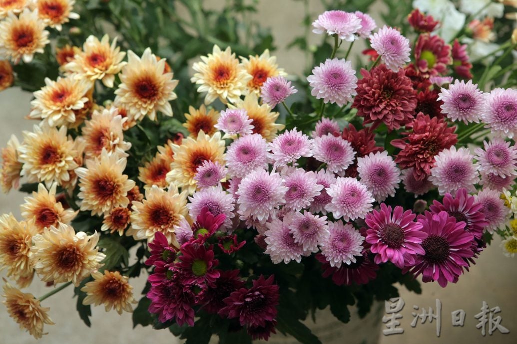 ★2月12日见报/巴刹职人5 | 怡中央公市花香满溢 梁丽君花艺巧手