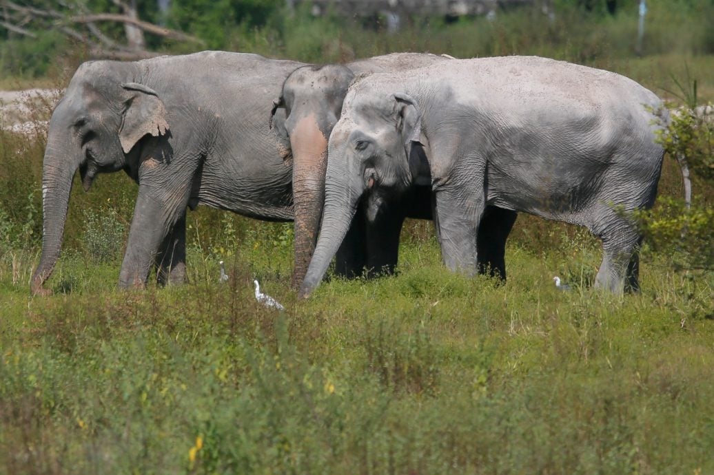 不顾亚洲象濒危 泰国将“对大象进行节育”减少人象冲突