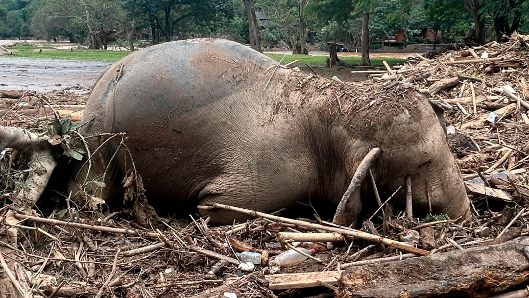 不顾亚洲象濒危 泰国将“对大象进行节育”减少人象冲突