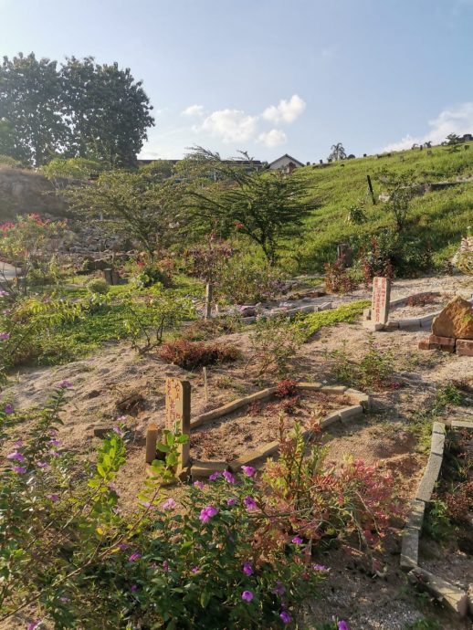 乐活频道 | 一步一脚印栽种花草 义工美化守护义山