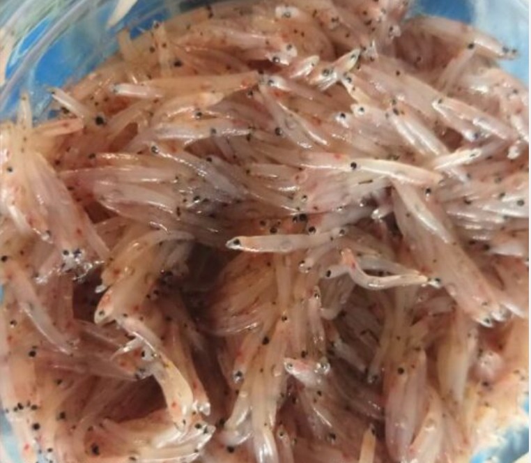 全长不到10毫米 全球最小鱼在东马