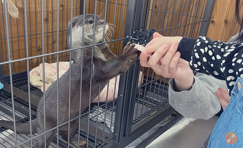 另类动物园“禁止男生单独入园” 女园长揭争议禁令背后的无奈