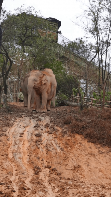 大象被迫表演“滑泥坡”? 清远长隆澄清