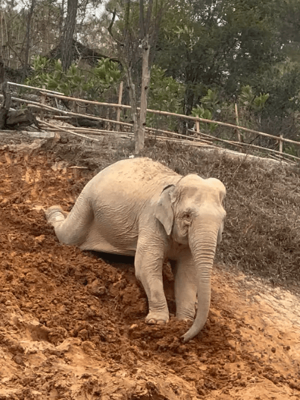 大象被迫表演“滑泥坡”? 清远长隆澄清