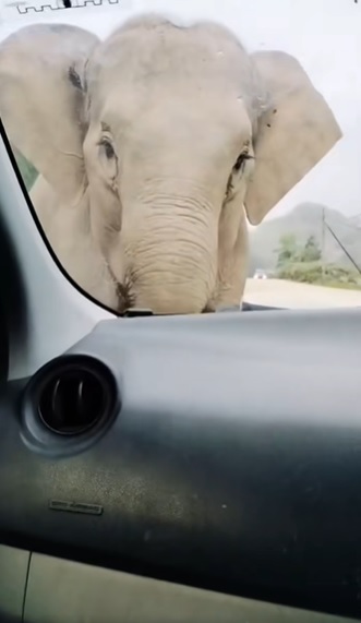 大道行驶遇野象袭击 众女惊吓诵经祈保佑