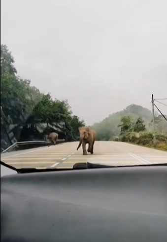 大道行驶遇野象袭击 众女惊吓诵经祈保佑
