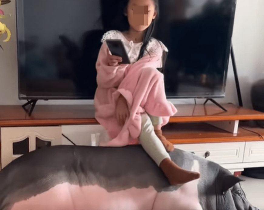 广西女乡下带小猪回城养 一年由500克变150公斤