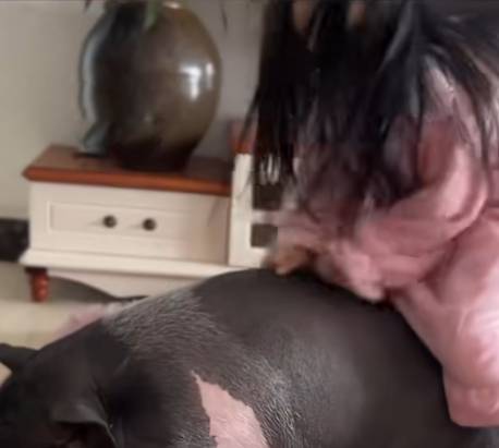 广西女乡下带小猪回城养 一年由500克变150公斤