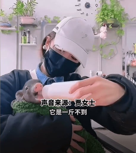 广西女乡下带小猪回城养 一年由500克变150公斤