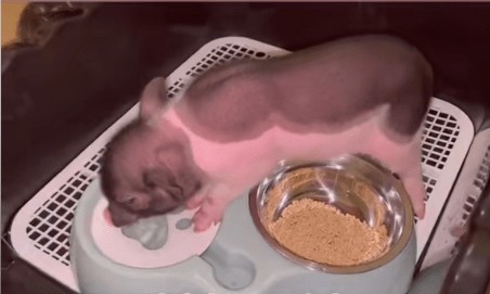 广西女乡下带小猪回城养 一年由500克变150公斤