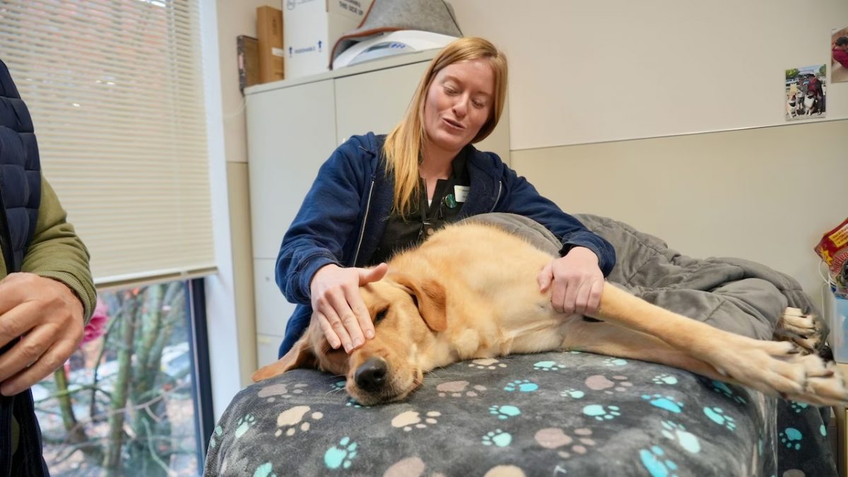 毛茸茸的献血英雄: 摇着尾巴 拯救生命