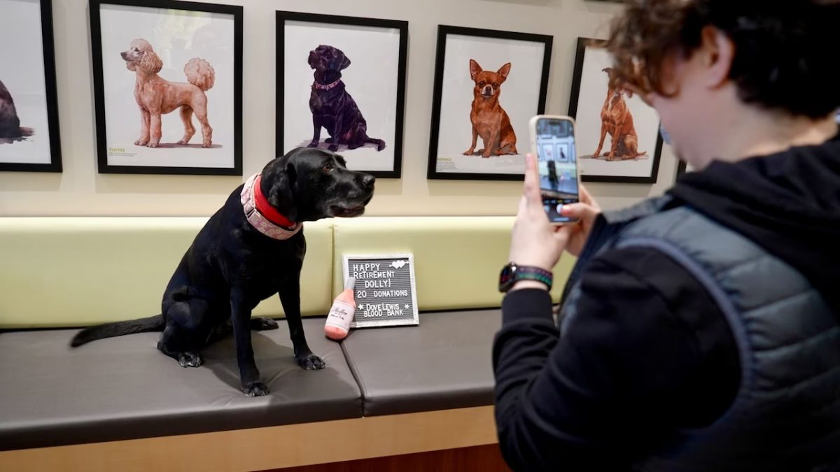毛茸茸的献血英雄: 摇着尾巴 拯救生命