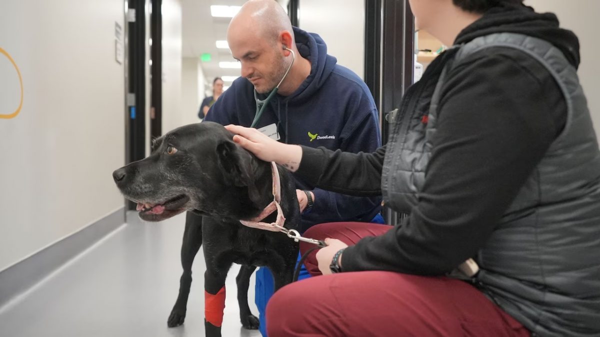 毛茸茸的献血英雄: 摇着尾巴 拯救生命