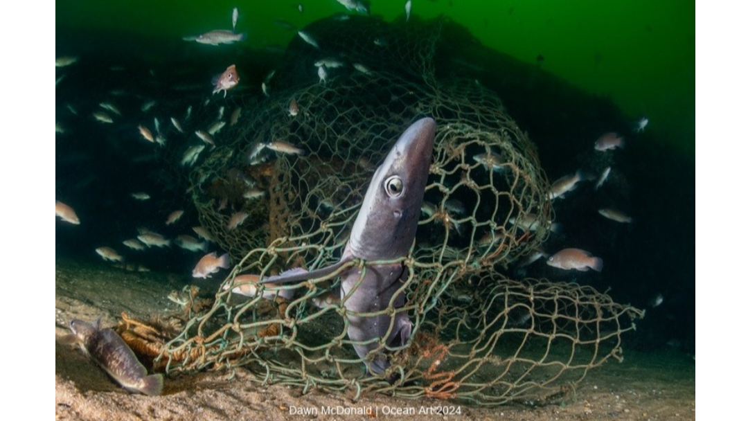 深海“幽灵”无差别夺命 摄影师拍下心碎一幕结局