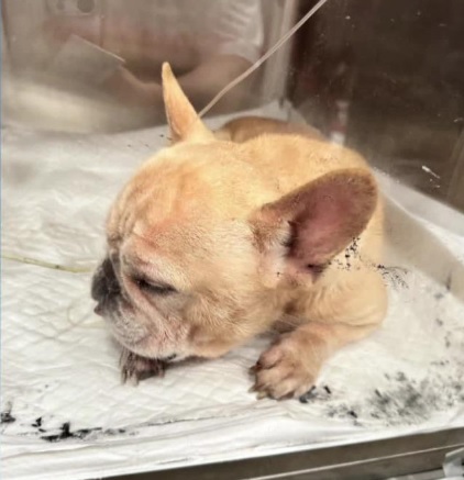 灌法斗犬喝农药 “爱狗男”坐沙发看狗狗痛苦挣扎