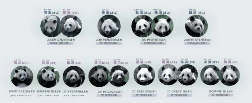 看世界) “浜家族”第一熊猫“永明”离世