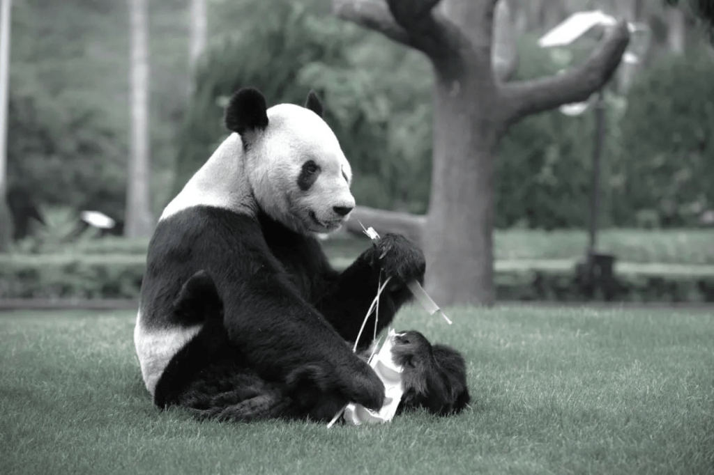 看世界) “浜家族”第一熊猫“永明”离世