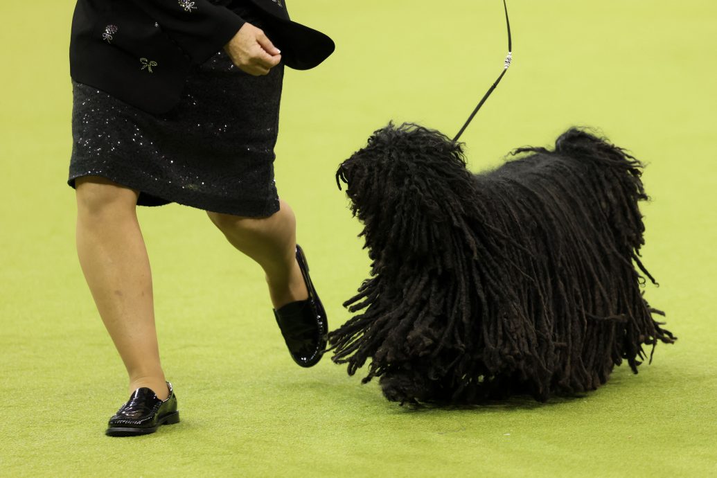 第149届威斯敏斯特养犬俱乐部犬展 2500只狗狗呆萌登场