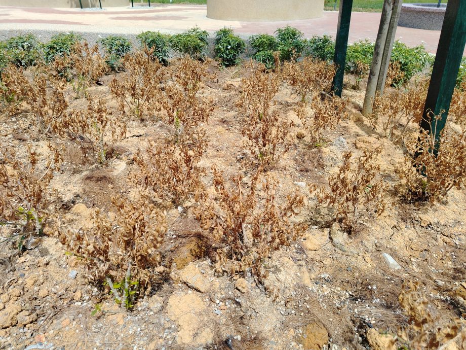 胡姬园昌明公园开幕半个月 花草遭毒死枯萎