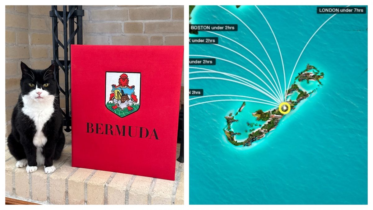 英国前首席捕鼠大臣帕默斯顿复出　派驻百慕达当“猫外交顾问”