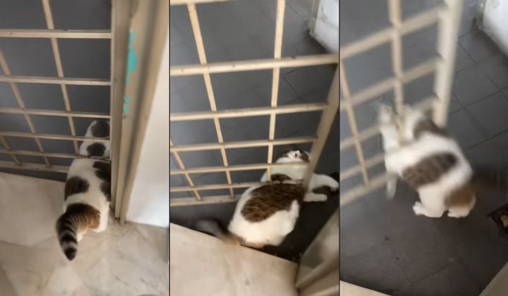 视频|想溜出门瞬间被卡 主人调侃：它忘记自己已长大！