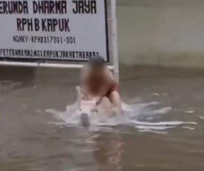 视频|男孩骑粉红猪戏水?真相曝光:其实是在救猪!