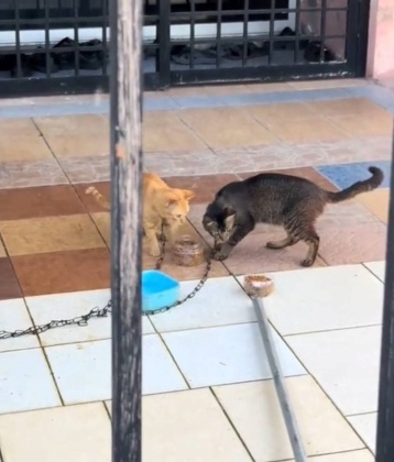 视频|路人揭2家猫被铁链绑颈又饿又渴 “非虐待而是主人1行为造成”