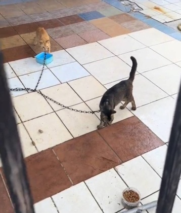 视频|路人揭2家猫被铁链绑颈又饿又渴 “非虐待而是主人1行为造成”
